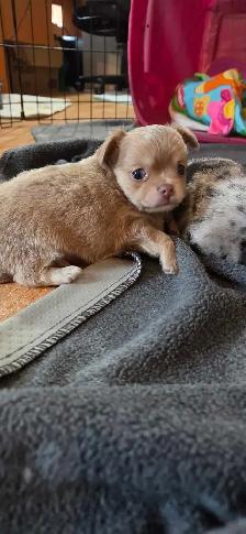 chihuahua pure Mâle - Photo 7