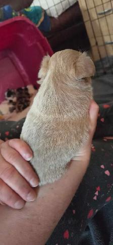 chihuahua pure Mâle - Photo 8