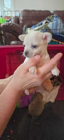 chihuahua pure Mâle - Photo 9