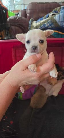 chihuahua pure Mâle - Photo 10
