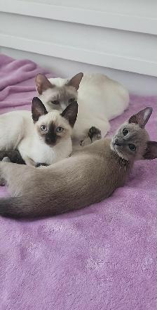 Siamois