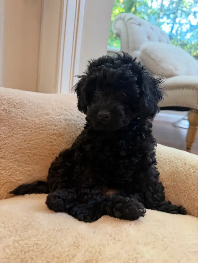 Male Toy Poodle Puppy – 9 Weeks Old – Black