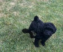 Male Toy Poodle Puppy – 9 Weeks Old – Black - Photo 2
