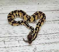 python royal yellow belly enchi fire - Photo 2