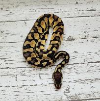 python royal yellow belly enchi fire - Photo 4