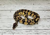 python royal yellow belly enchi fire - Photo 5