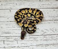 python royal yellow belly enchi fire - Photo 6