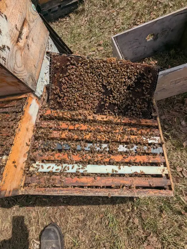 Starter Bee Hive