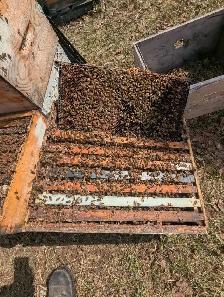Starter Bee Hive