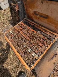 Starter Bee Hive - Photo 2