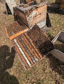 Starter Bee Hive - Photo 3