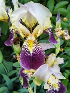 Orchid Iris Perennial Winter Hardy purple yellow center flowers