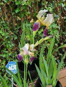 Orchid Iris Perennial Winter Hardy purple yellow center flowers - Photo 2