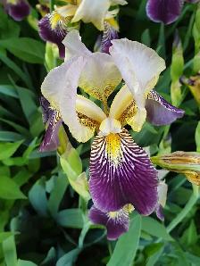 Orchid Iris Perennial Winter Hardy purple yellow center flowers - Photo 3