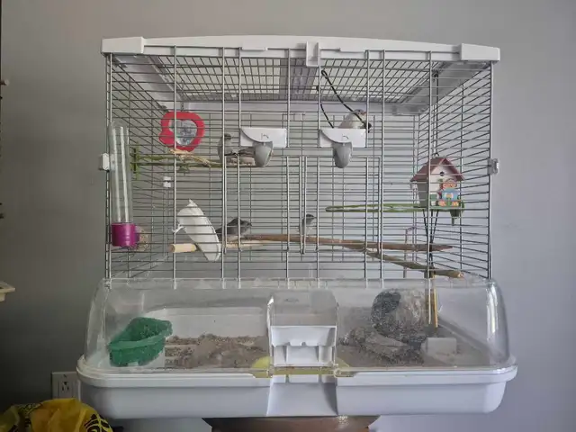 Cage à oiseaux avec  2 oiseaux Mandarin.