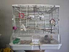 Cage à oiseaux avec  2 oiseaux Mandarin.