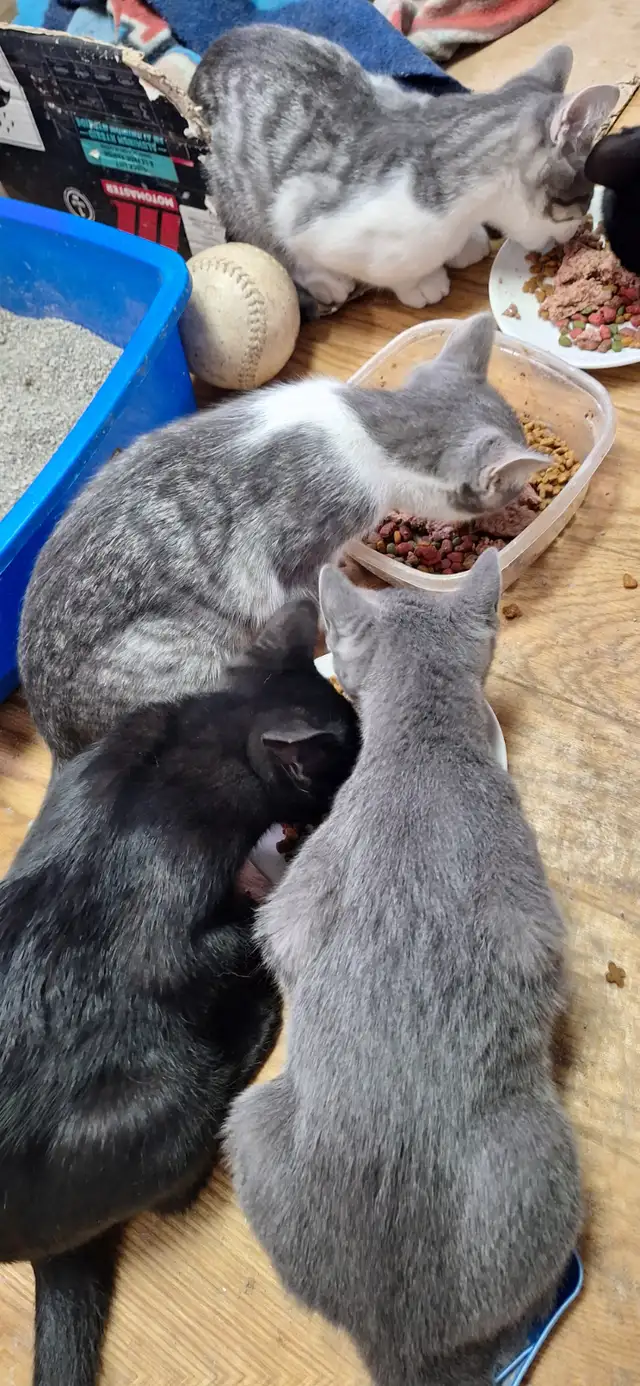 Very friendly  kittens for sale $100 each
