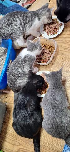 Very friendly  kittens for sale $100 each - Photo 2