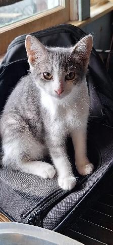 Very friendly  kittens for sale $100 each - Photo 3