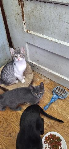 Very friendly  kittens for sale $100 each - Photo 4