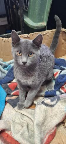 Very friendly  kittens for sale $100 each - Photo 5