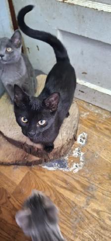 Very friendly  kittens for sale $100 each - Photo 6