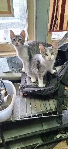 Very friendly  kittens for sale $100 each - Photo 7