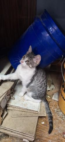 Very friendly  kittens for sale $100 each - Photo 8