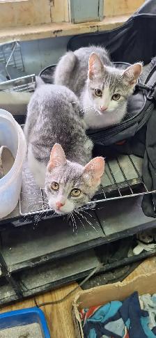 Very friendly  kittens for sale $100 each - Photo 9