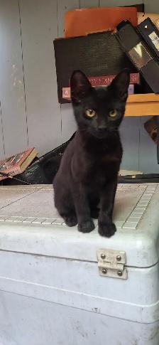 Very friendly  kittens for sale $100 each - Photo 10