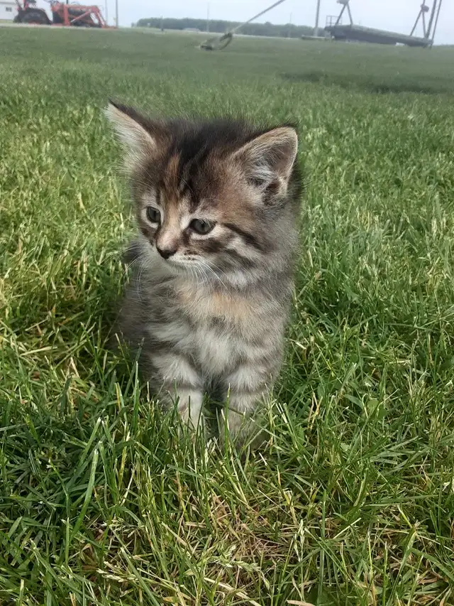 Kitten for sale