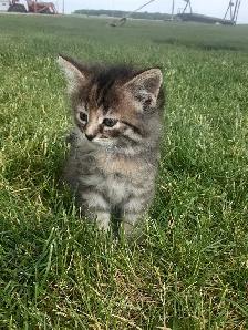 Kitten for sale