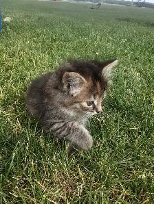 Kitten for sale - Photo 2