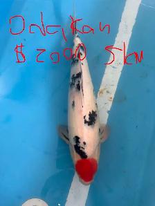 Japanese Koi Fish – New Arrival!
