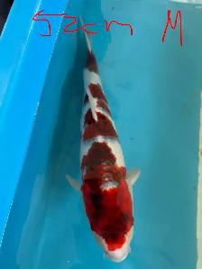 Japanese Koi Fish – New Arrival! - Photo 2