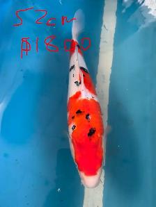 Japanese Koi Fish – New Arrival! - Photo 3