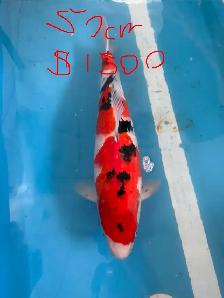 Japanese Koi Fish – New Arrival! - Photo 4