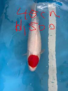 Japanese Koi Fish – New Arrival! - Photo 5