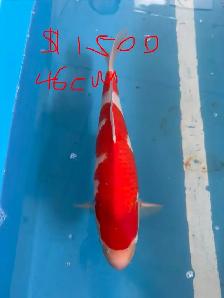Japanese Koi Fish – New Arrival! - Photo 6