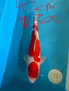 Japanese Koi Fish – New Arrival! - Photo 7