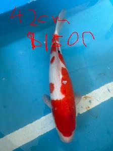 Japanese Koi Fish – New Arrival! - Photo 8