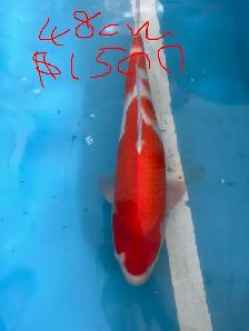 Japanese Koi Fish – New Arrival! - Photo 9