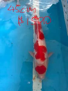Japanese Koi Fish – New Arrival! - Photo 10