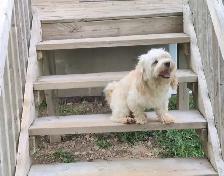 Purebred Male Havanese – 3.5 Yrs, Friendly & Energetic