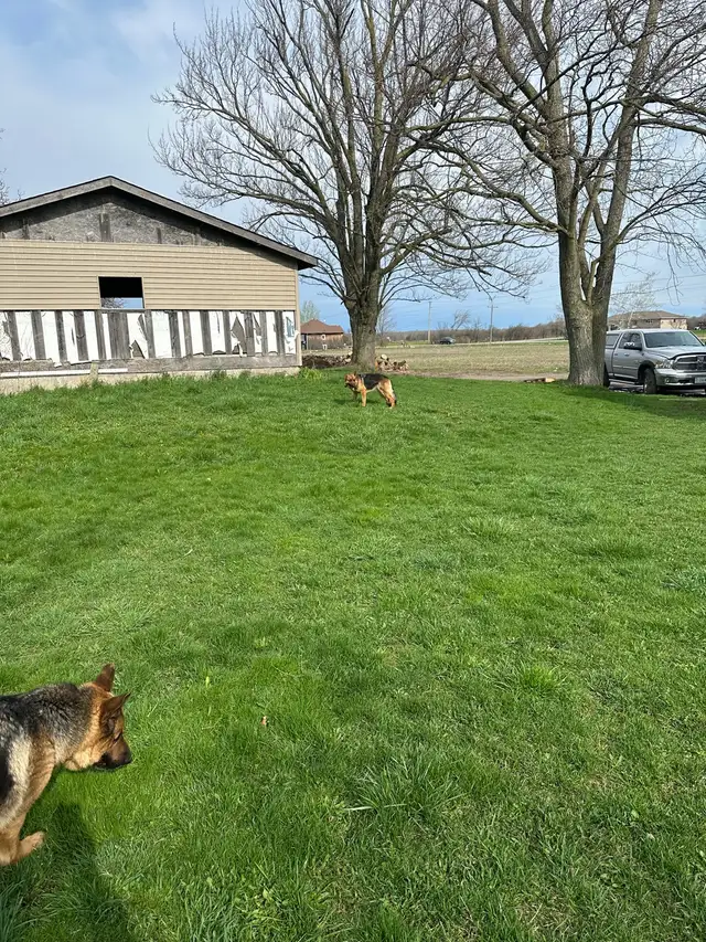 Yard Helpers