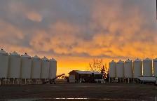 Seed Yard TechnicianStamp Seeds LTD – Enchant Alberta