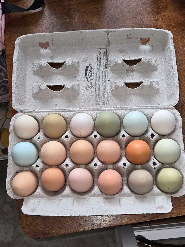 BYM Hatching eggs!