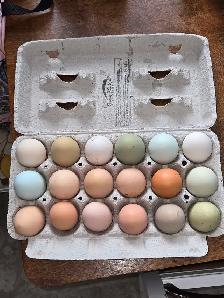 BYM Hatching eggs!