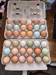 BYM Hatching eggs! - Photo 2