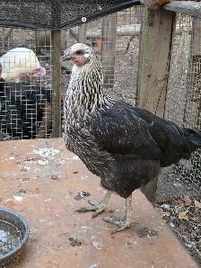 BYM Hatching eggs! - Photo 3